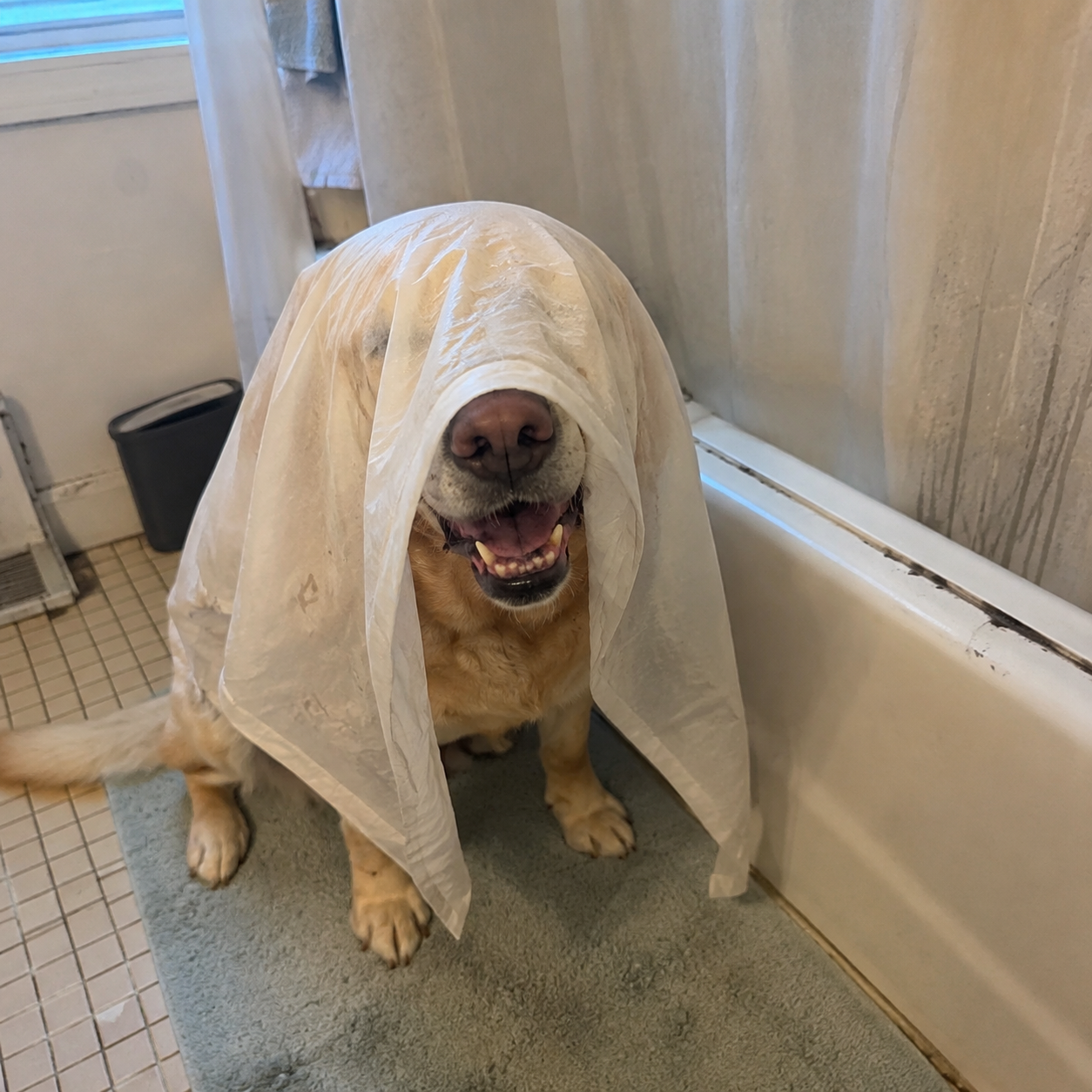 Incoginu sighting at someone's bathroom